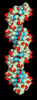 rotating DNA molecule